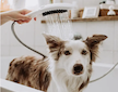 Hansgrohe DogShower - Sprchová hlavice 150, 3 proudy, masážní trysky, matná černá 26640670